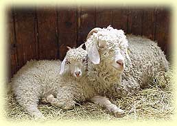 Mohair